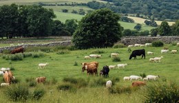 Foundations of farming: Soil health and calf care for a sustainable agriculture 